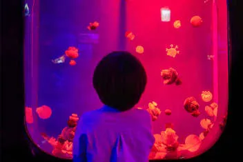 SEA LIFE COEX, Seoul Aquarium Official Tickets