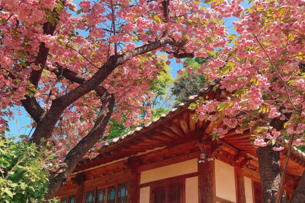 [SUWON] Suwon Hwaseong Fortress + Munsusa Temple + Gaesimsa Temple (Apr 6 – Apr 30 Tour)