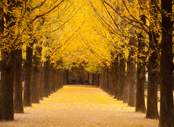 Korea Grand Tour + Jeju – 13 Days