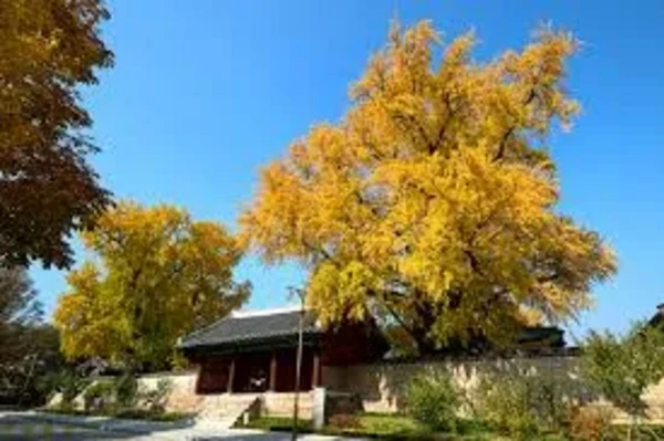 Sungkyunkwan University