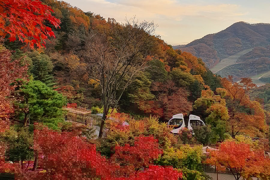 Hwadam Botanic Garden + Zoolung Zoolung + Starfield Hanam Mall Day Tour | Seoul Departure