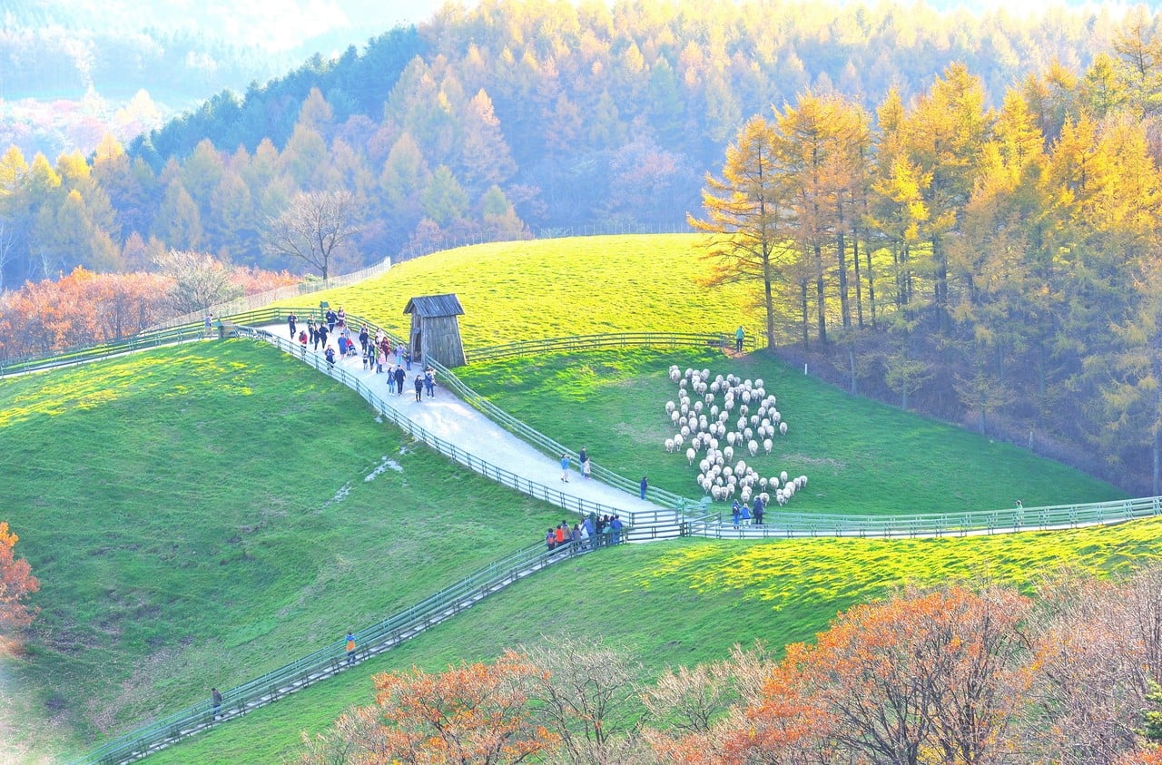 Pyeongchang & Jeongseon 2-Day Tour (Meadow Routes · Sky Road · Sensory Travel) – Seoul Departure